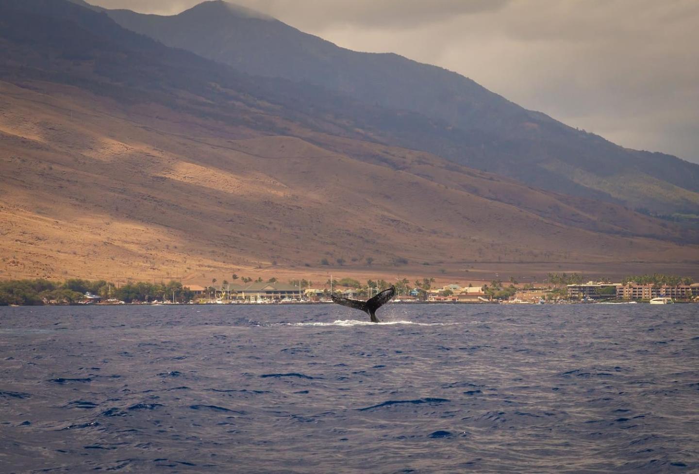 Apartamento Yonegan Maui Getaways Wailuku